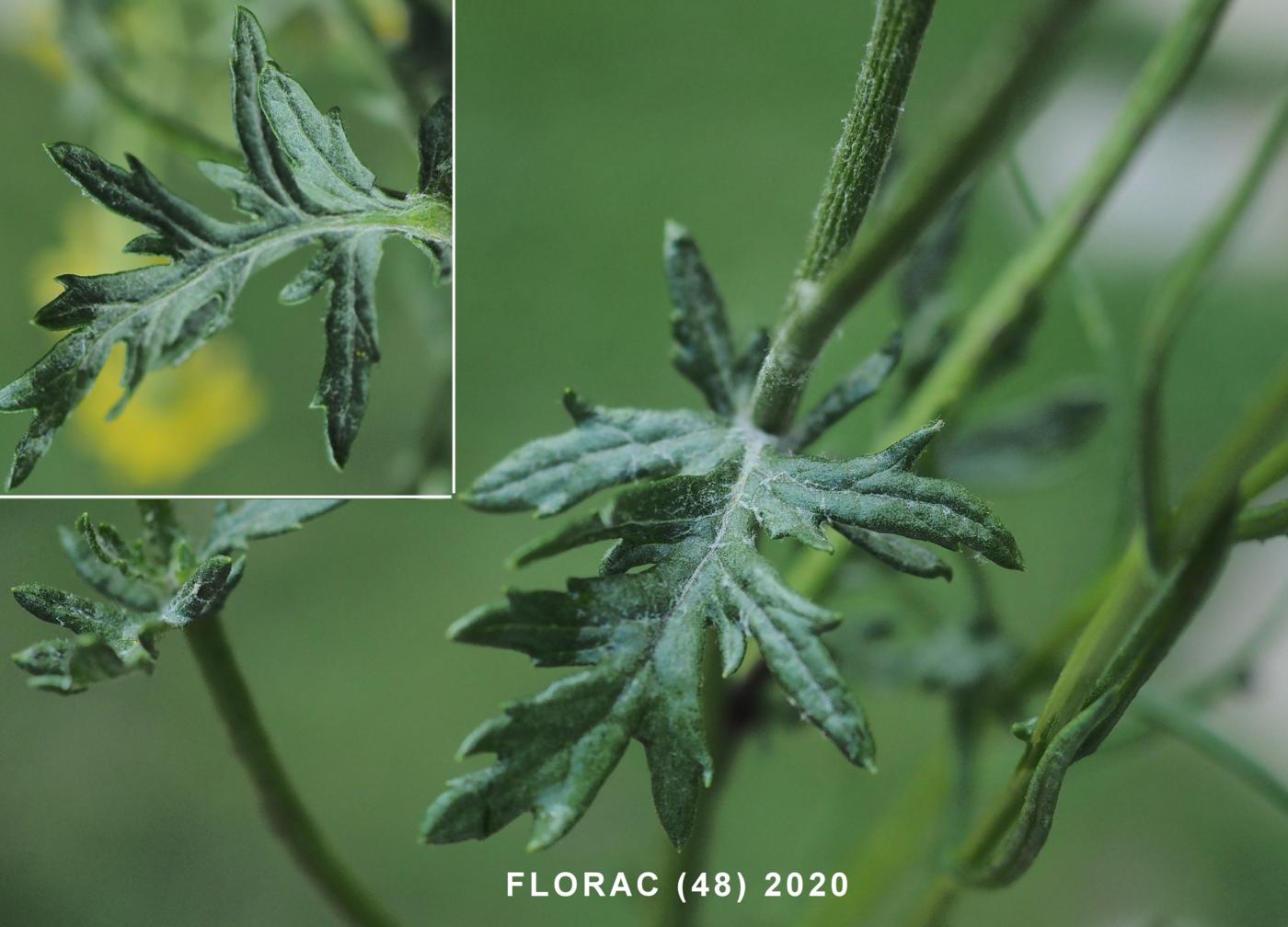 Ragwort, Hoary leaf